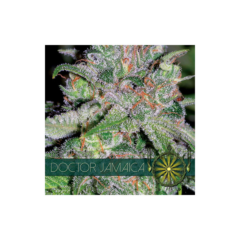 Doctor jamaica vision seeds féminisée