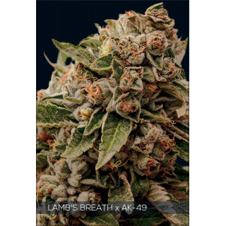 Lamb's breath x AK 49 vision seeds