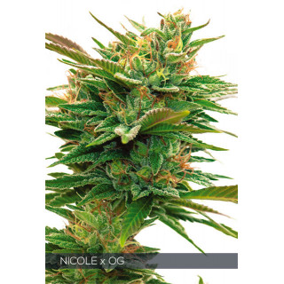 Nicole x OG vision seeds féminisée