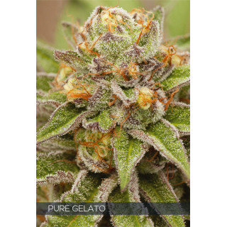 Pure gelato vision seeds féminisée