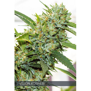 Vision Kosher - Féminisée - Vision Seeds