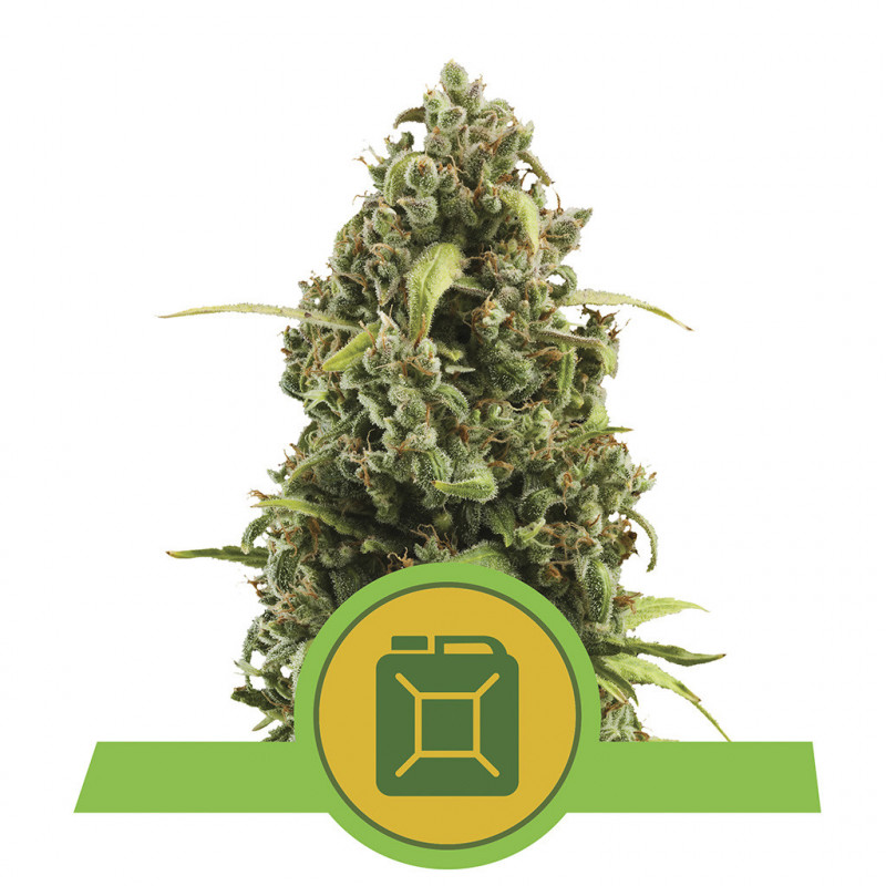 Diesel automatic royal queen seeds Diesel automatic royal queen seeds
