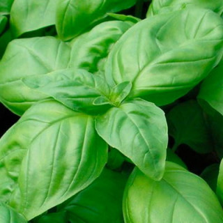 Basilic grand vert kokopelli sachet de 200 graines