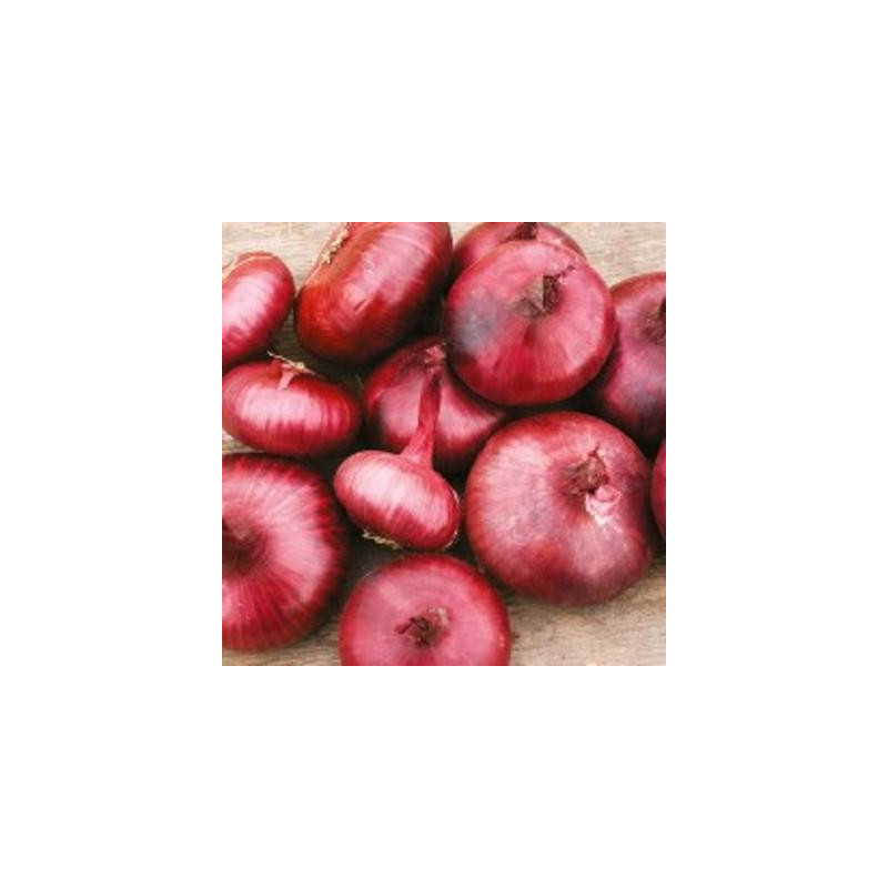 Oignons rouge de Genève kokopelli sachet de 2 gr Oignons rouge de Genève kokopelli sachet de 2 gr