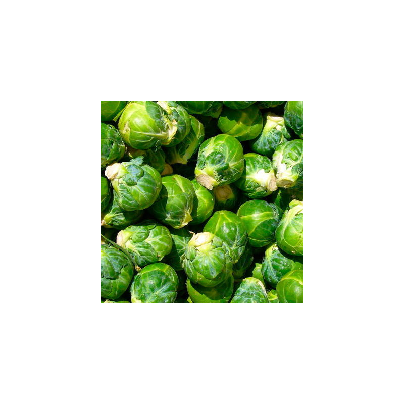Choux de Bruxelles sélection de sativa sachet 200 graines Choux de Bruxelles sélection de sativa sachet 200 graines