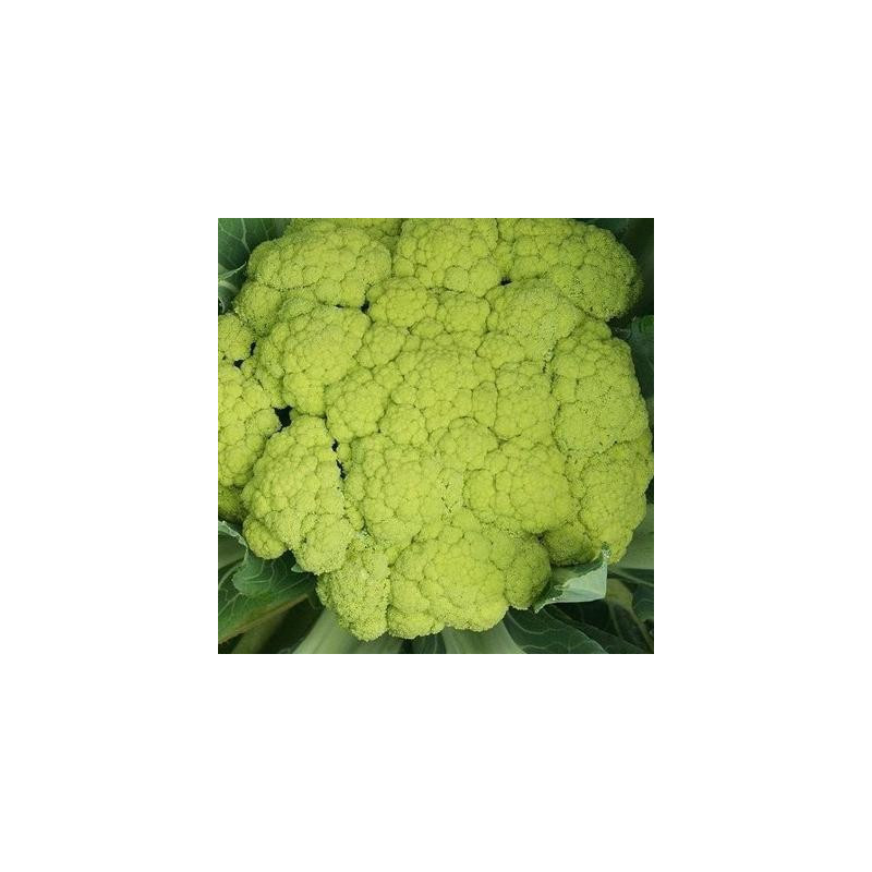Choux fleurs verde di macerata sachet de 200 graines Choux fleurs verde di macerata sachet de 200 graines