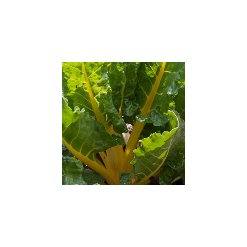 Côtes de blette à cardes jaunes sachet de 4 gr Côtes de blette à cardes jaunes sachet de 4 gr
