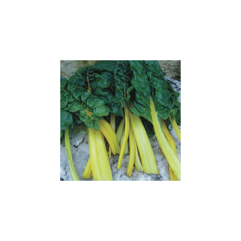 Côtes de blette à cardes jaunes sachet de 4 gr Côtes de blette à cardes jaunes sachet de 4 gr