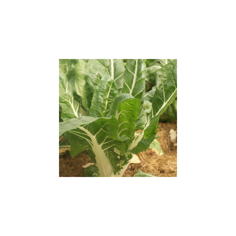 Côtes de blette verte à cardes blanches sachet de 6 gr Côtes de blette verte à cardes blanches sachet de 6 gr