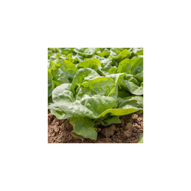 Laitue pommée bon jardinier sachet de 1 gr Laitue pommée bon jardinier sachet de 1 gr