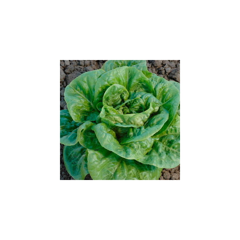 Laitue romaine craquerelle du midi sachet 1 gr Laitue romaine craquerelle du midi sachet 1 gr