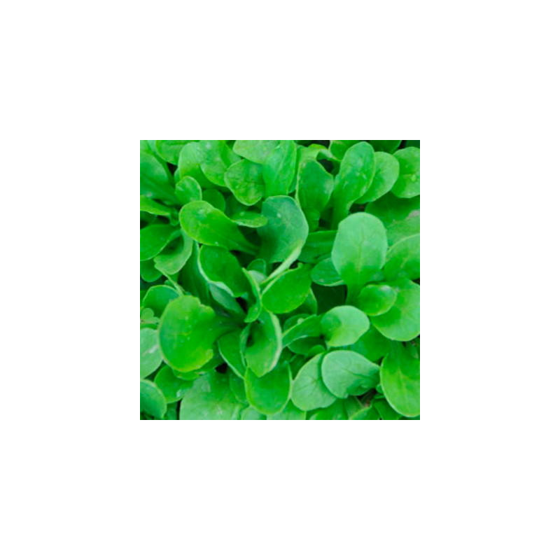 Mâche verte à cœur plein bio sachet 4 gr Mâche verte à cœur plein bio sachet 4 gr