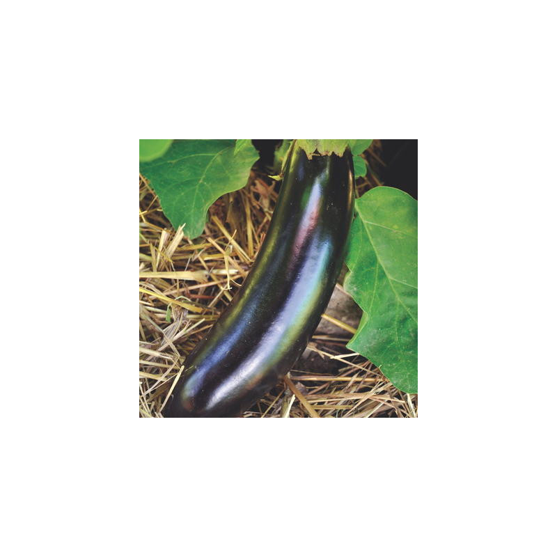 Aubergine diamond bio sachet de 30 graines Aubergine diamond bio sachet de 30 graines