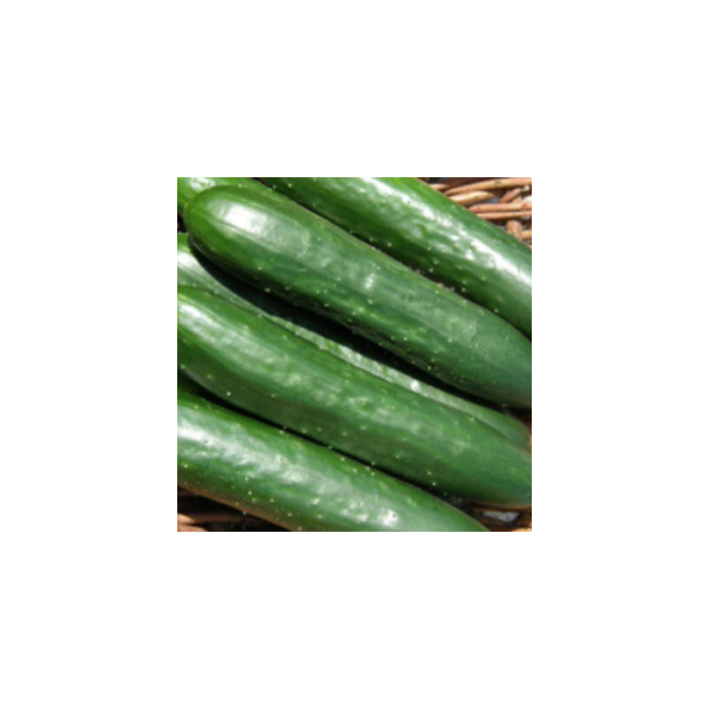 Concombre green finger bio sachet de 25 graines Concombre green finger bio sachet de 25 graines