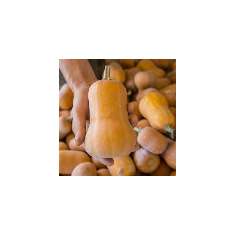 Courge moschata butternut honey nut bio 12 graines Courge moschata butternut honey nut bio 12 graines