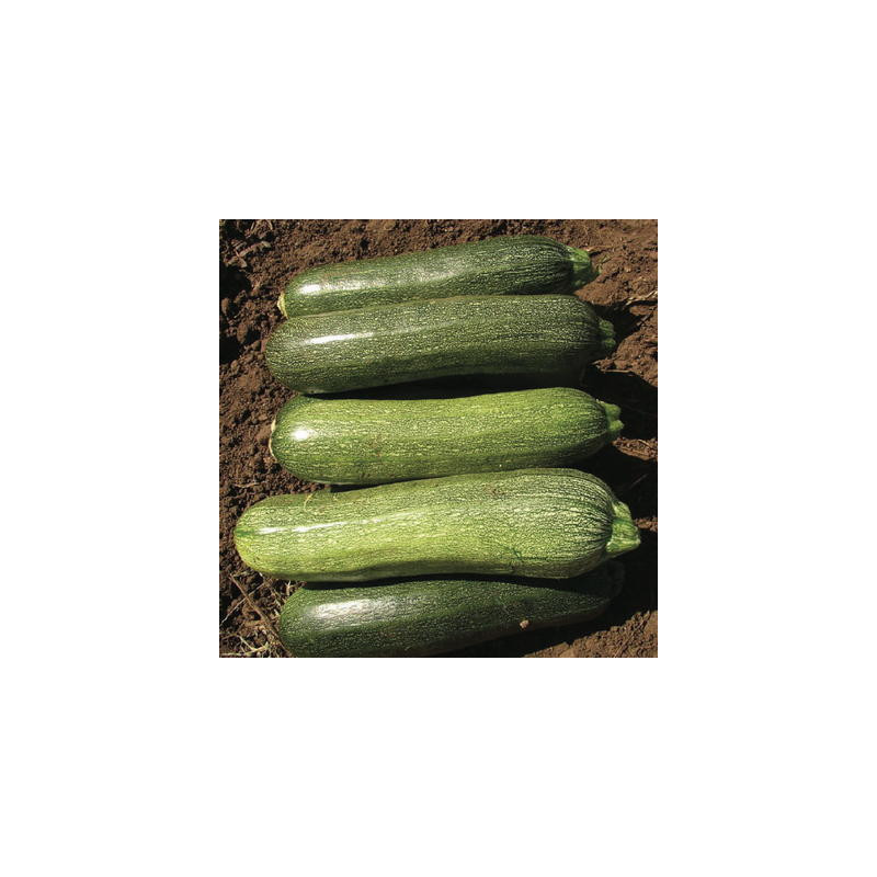 Courgette alberello di sarzano bio sachet de 12 graines Courgette alberello di sarzano bio sachet de 12 graines