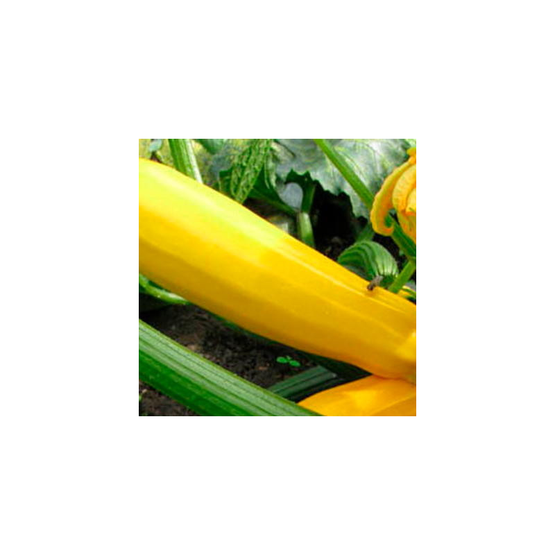Courgettes jaune sans col lisse bio sachet de 12 graines Courgettes jaune sans col lisse bio sachet de 12 graines