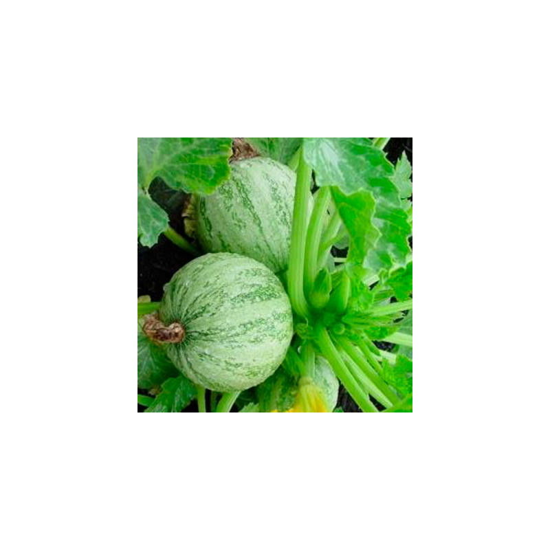 Courgette ronde de Nice bio sachet de 12 graines Courgette ronde de Nice bio sachet de 12 graines