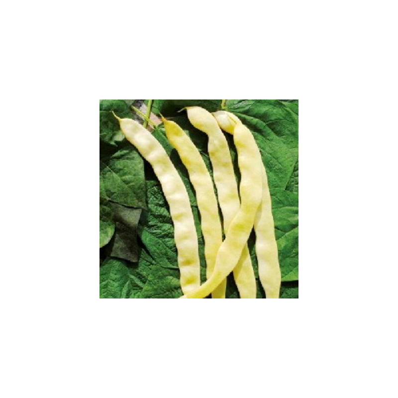 Haricot mange-tout à rames bio sachet 80 gr Haricot mange-tout à rames bio sachet 80 gr
