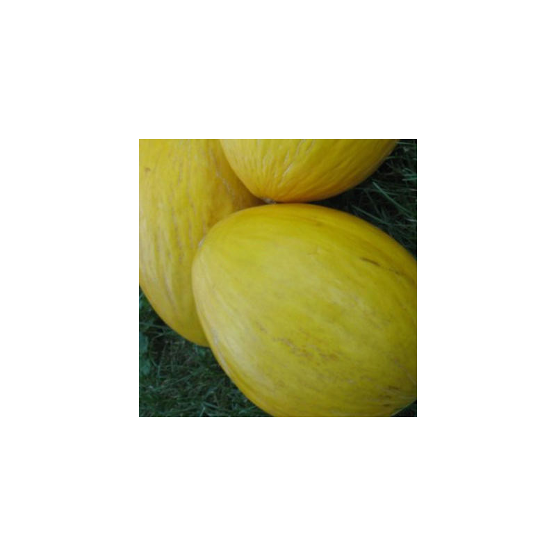 Melon crenshaw bio sachet de 25 graines Melon crenshaw bio sachet de 25 graines