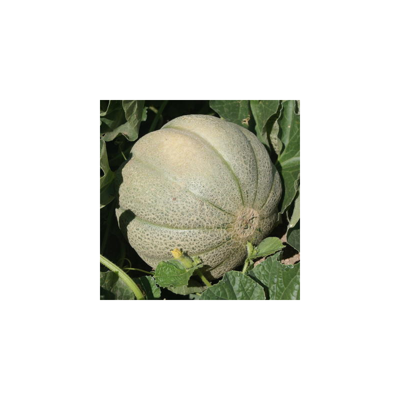 Melon de Montréal bio - sachet de 25 graines Melon de Montréal bio - sachet de 25 graines