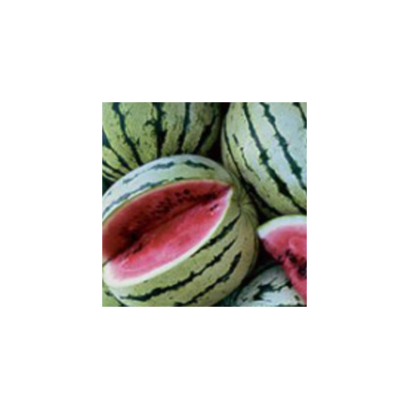 Pastèque chris cross bio sachet de 15 graines Pastèque chris cross bio sachet de 15 graines