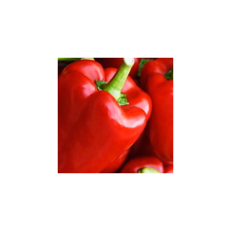 Poivron calwonder early bio - 25 graines Poivron calwonder early bio - 25 graines