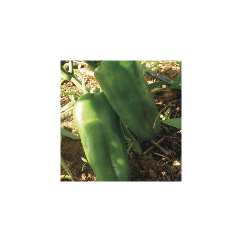 Poivron chinese giant bio - sachet 25 graines Poivron chinese giant bio - sachet 25 graines