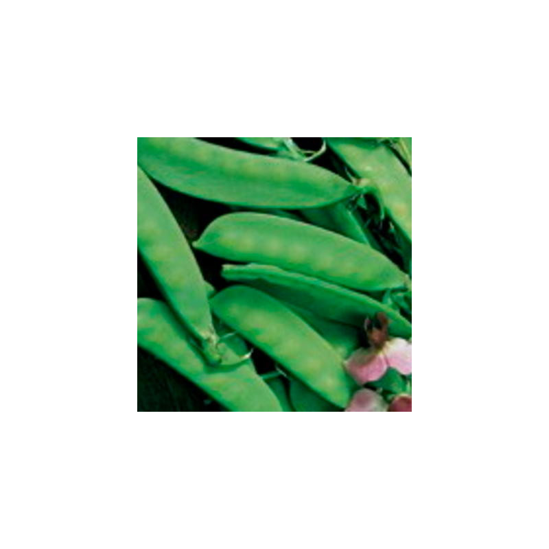Pois gourmand de weggis bio - sachet de 60 gr Pois gourmand de weggis bio - sachet de 60 gr