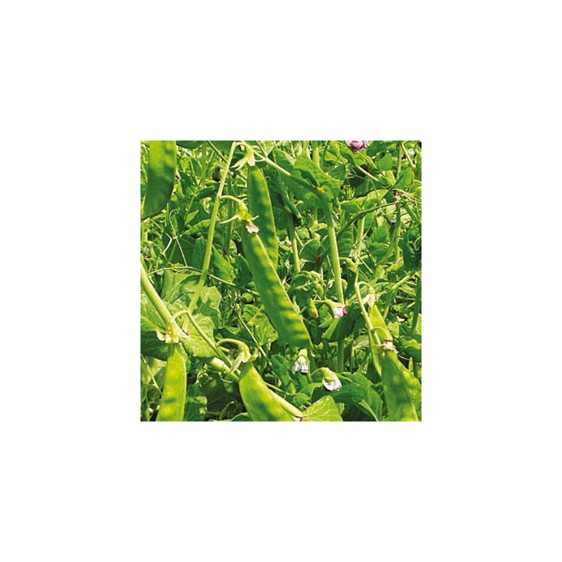 Pois gourmand géant Suisse bio - sachet de 60 gr Pois gourmand géant Suisse bio - sachet de 60 gr