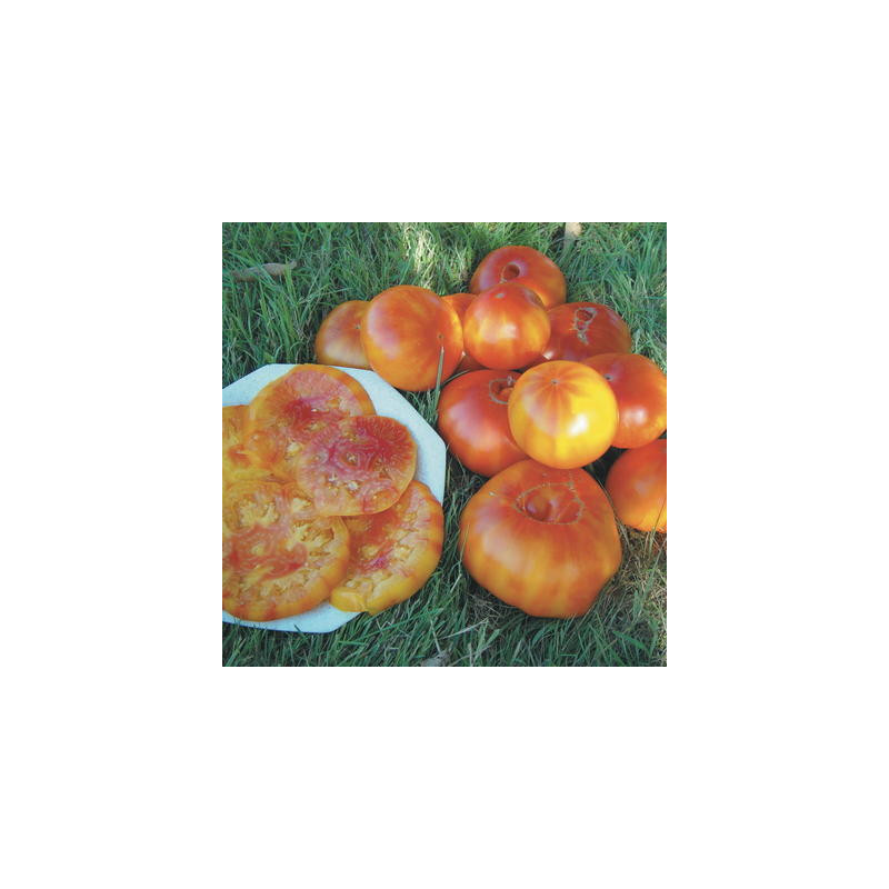 Tomate bigarrée ananas bio - sachet 35 graines Tomate bigarrée ananas bio - sachet 35 graines