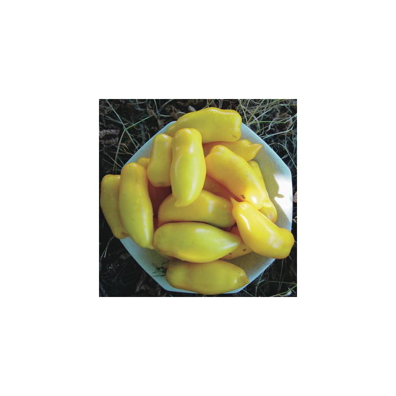 Tomate jaune banana legs bio - sachet de 35 graines Tomate jaune banana legs bio - sachet de 35 graines
