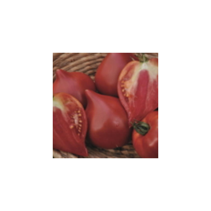 Tomate cœur de bœuf de Nice bio - sachet de 35 graines Tomate cœur de bœuf de Nice bio - sachet de 35 graines
