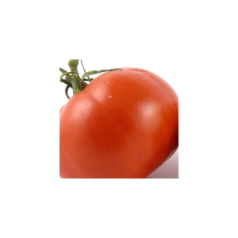 Tomate rouge charnue de Huy bio - sachet 35 graines Tomate rouge charnue de Huy bio - sachet 35 graines