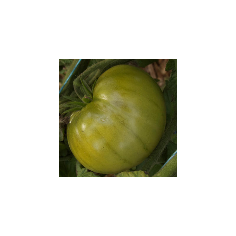 Tomate verte absinthe bio sachet de 35 graines Tomate verte absinthe bio sachet de 35 graines
