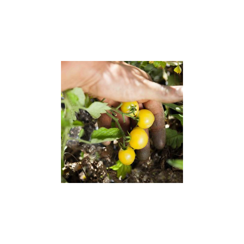 Tomate cerise blanche bio sachet de 35 graines Tomate cerise blanche bio sachet de 35 graines