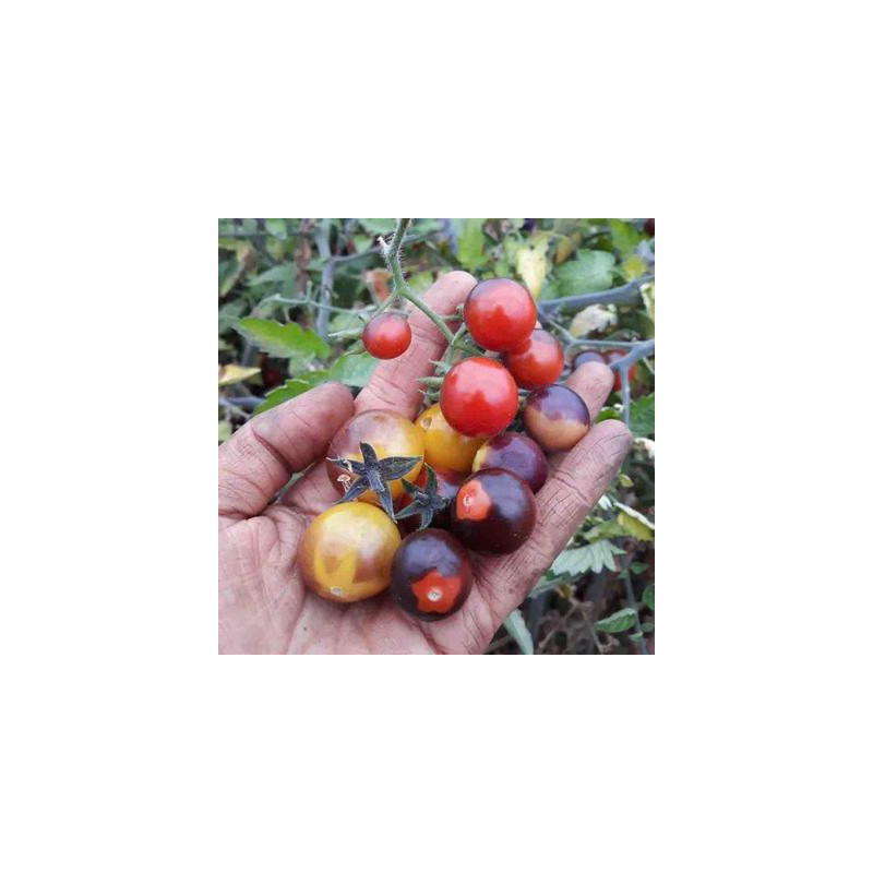 Tomate cerise indigo blue berries bio - 35 graines Tomate cerise indigo blue berries bio - 35 graines