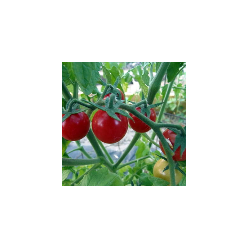 Tomate cerise rouge ambrosia red bio - 35 graines Tomate cerise rouge ambrosia red bio - 35 graines