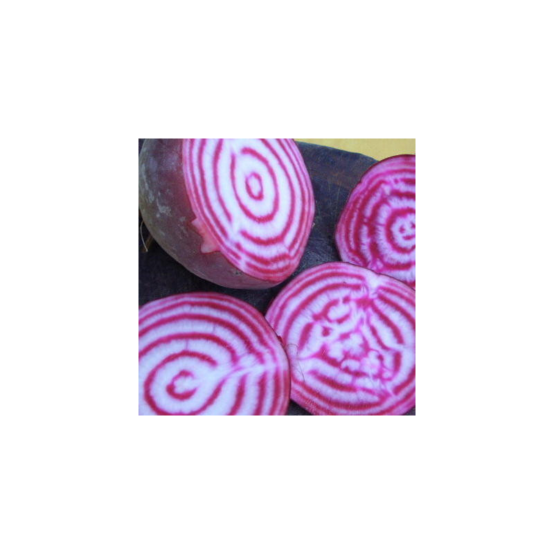Betterave rose et blanche de chioggia bio - sachet 6 gr Betterave rose et blanche de chioggia bio - sachet 6 gr
