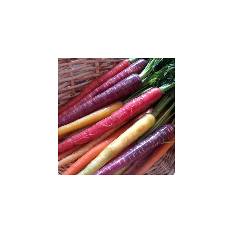 Carottes en mélange arc en ciel bio - sachet de 2 gr Carottes en mélange arc en ciel bio - sachet de 2 gr