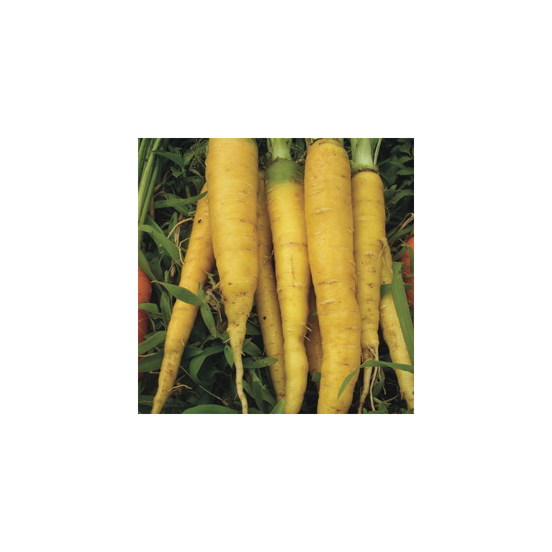 Carotte jaune du Doubs bio - sachet de 4 gr Carotte jaune du Doubs bio - sachet de 4 gr