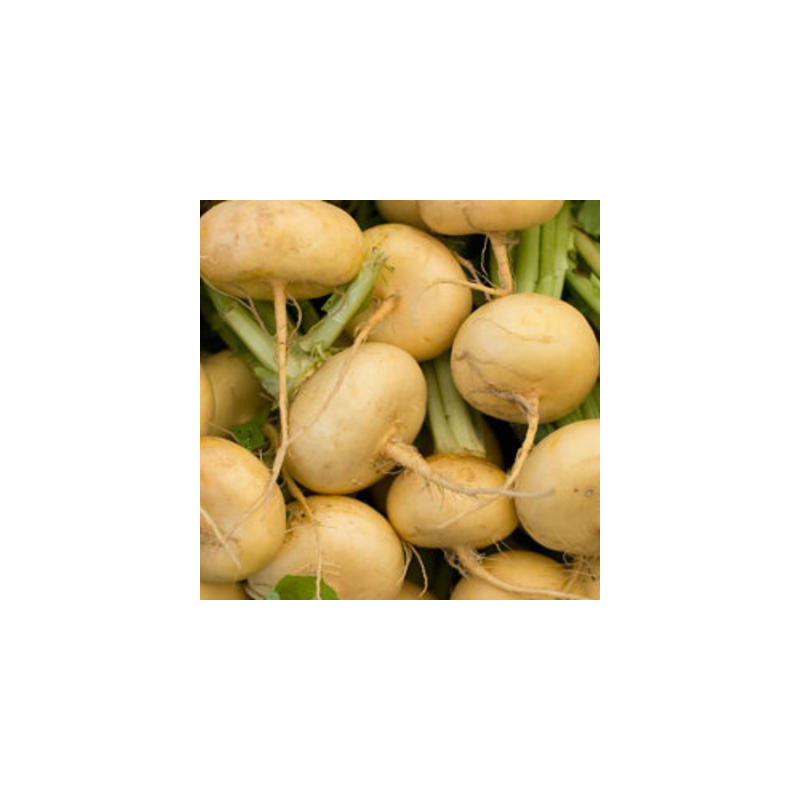 Navets petrowski early round yellow bio - 500 graines Navets petrowski early round yellow bio - 500 graines