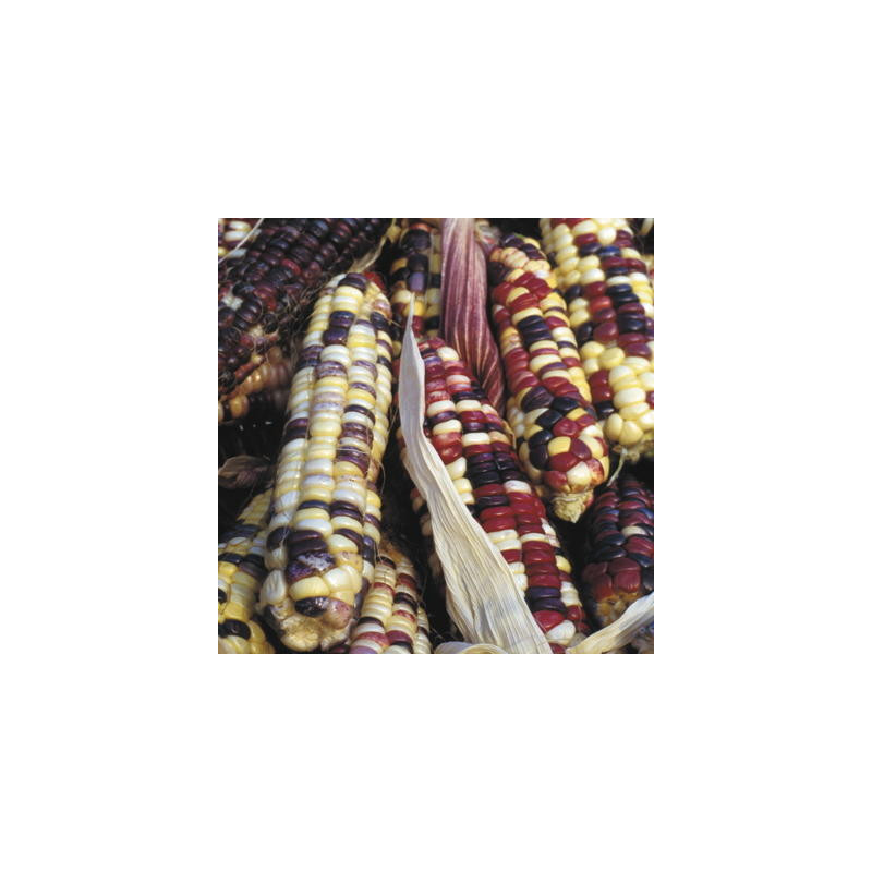 Maïs doux arc en ciel inca bio - sachet 30 gr Maïs doux arc en ciel inca bio - sachet 30 gr