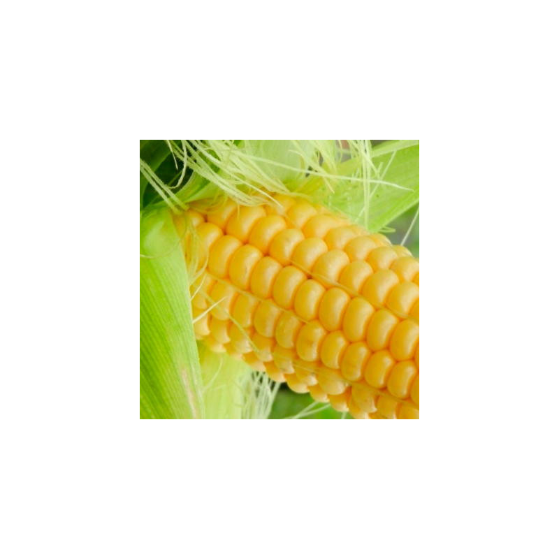 Maïs doux golden bantam bio - sachet 30 gr Maïs doux golden bantam bio - sachet 30 gr