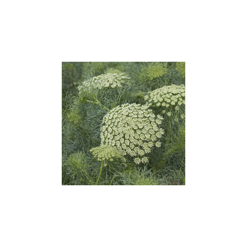 Ammi green mist bio - sachet de 200 graines Ammi green mist bio - sachet de 200 graines