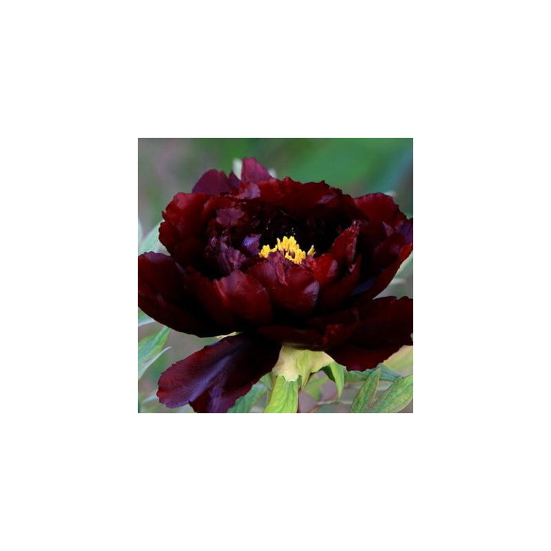 Pavot noir bio sachet de 400 graines Pavot noir bio sachet de 400 graines