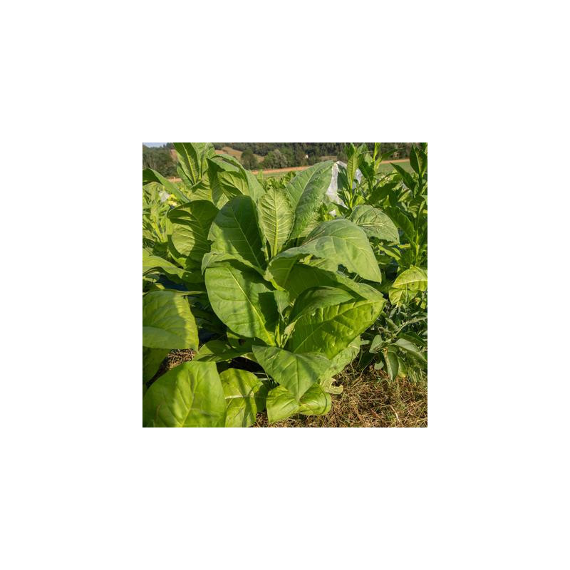 Tabac bamboo shoot bio - sachet de 400 graines Tabac bamboo shoot bio - sachet de 400 graines