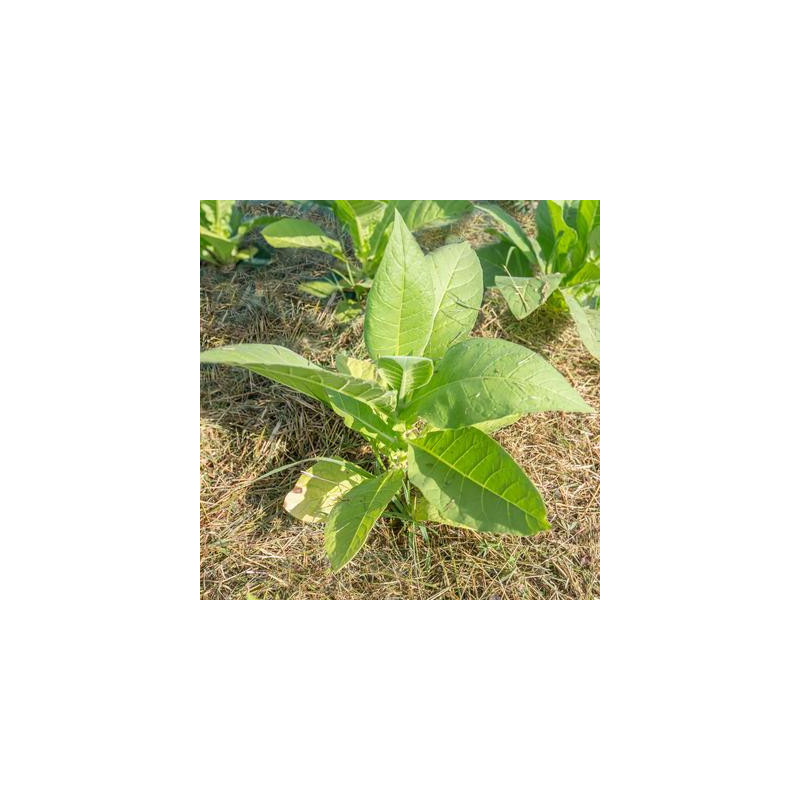 Tabac big gem bio - sachet de 400 graines Tabac big gem bio - sachet de 400 graines