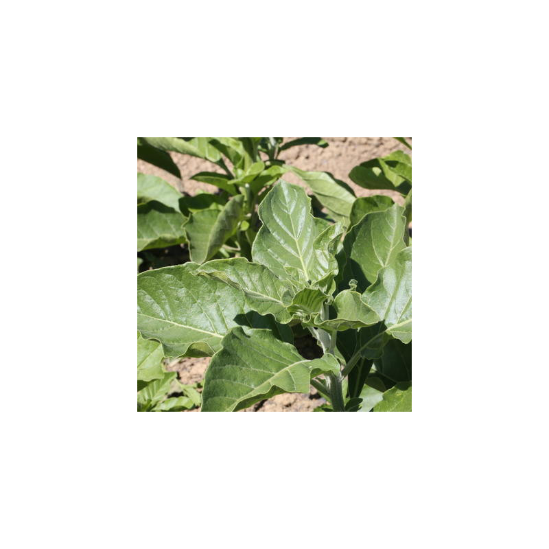 Withania africain bio - sachet de 50 graines Withania africain bio - sachet de 50 graines