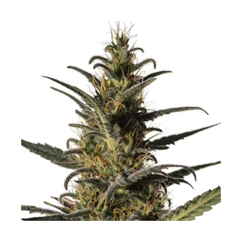 Candida CD-1 médical marijuana genetics Candida CD-1 médical marijuana genetics